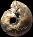 Vascoceras "carteri"
