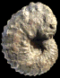 Watinoceras sp.