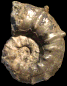 Pseudaspidoceras flexuosum