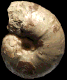 Vascoceras proprium