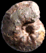 "Paramammites tuberculatus"