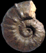 Pseudaspidoceras footeanum