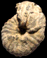 ? Pseudoneoptychites sp.