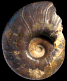 Pachydesmoceras kossmati