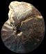 Hoplitoides latefundatus