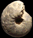 Vascoceras venezolanum