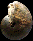 Hoplitoides latefundatus
