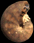 Hyporbulites bizonatus