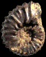 Kamerunoceras puebloense