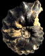 Mammites nodosoides