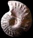 Choffaticeras (Choffaticeras) sp. gr. segne