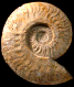 Harpoceras strangewaysi (M)