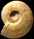 Kosmoceras cf. rowlstonense (M)