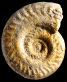 Hildoceras crassum (M)