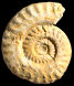 Hildoceras caterinii (M)
