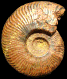 Pseudolillia emiliana