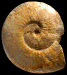 Morphoceras macrescens (M)