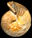 Sphaeroceras brongniarti (M)