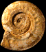 Harpoceras pseudoserpentinum