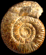 Podagrosites latescens