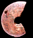 Pseudolillia emiliana
