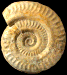 Hildoceras tethysi (M)