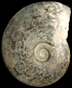 Harpoceras loeve