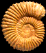 Tmetoceras scissum (M)
