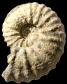 Mantelliceras cantianum