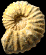 Mantelliceras cantianum