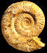Hildaites pionneaui