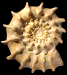 Peltoceras marysae (M)