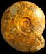 Thamboceras sp.