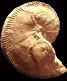 Karakaschiceras pronecostatum