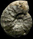 Eupachydiscus levyi