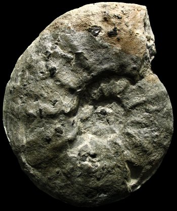 Ammonites et aliae spirae II - Eupachydiscus levyi