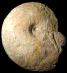 Acompsoceras renevieri