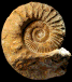 Peltoceras retrospinatum (M)