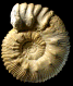 Kosmoceras sp. gr. couffoni