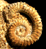 Parapatoceras distans