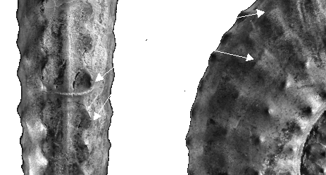 Clavus