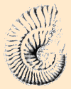 hispidiforme