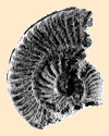 basseae