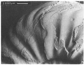 Mégastrie