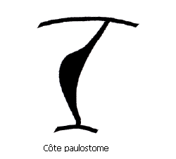 Paulostome