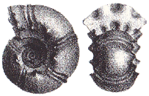 Royerianus