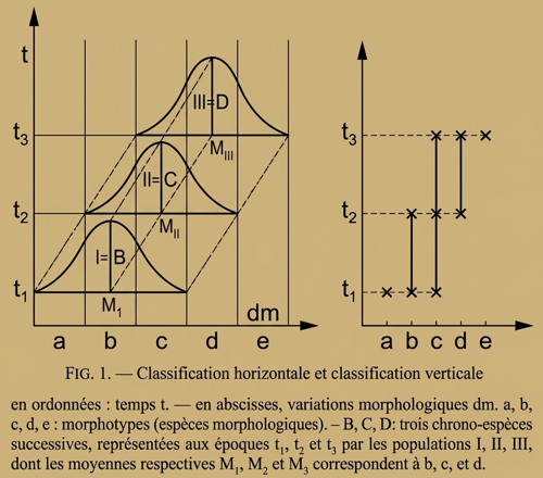 Morphoespèce
