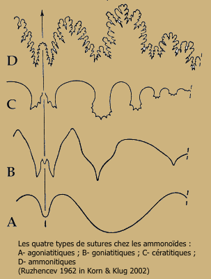 Pseudocératitique